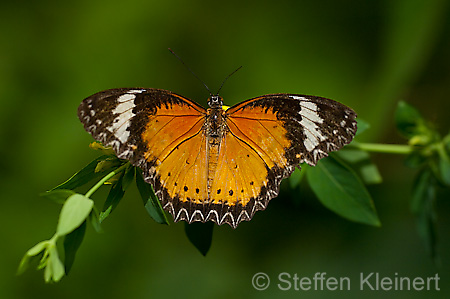 222 Leoparden-Netzfluegler - Cethosia cyane